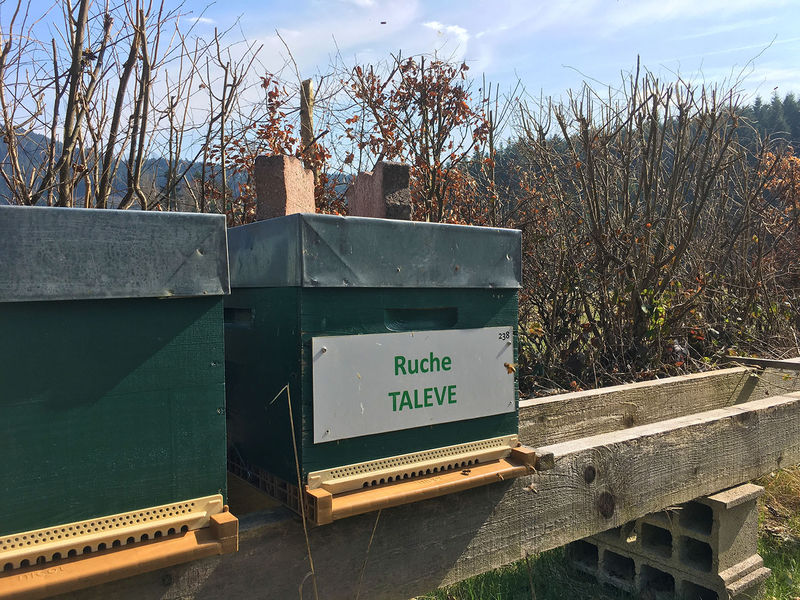 La ruche Talève