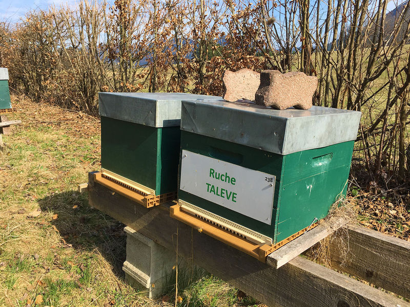 La ruche Talève