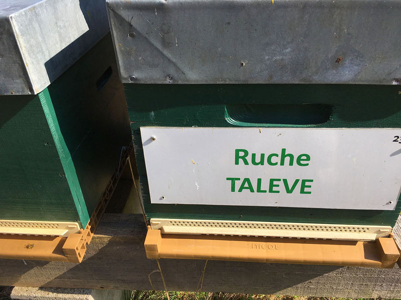 La ruche Talève