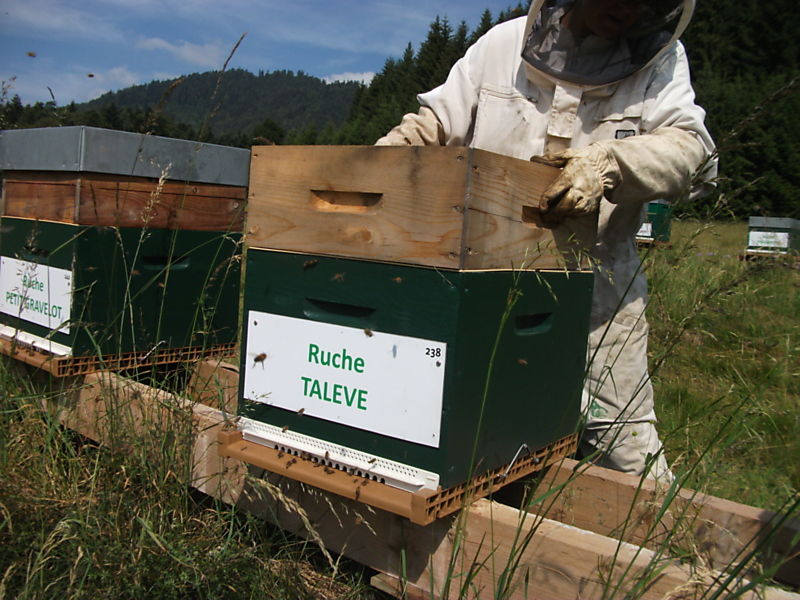 La ruche Talève