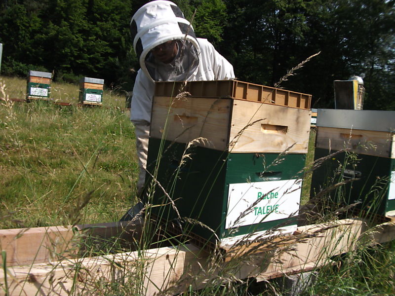 La ruche Talève