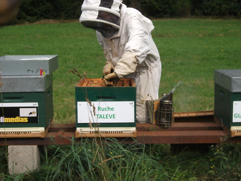 La ruche Talève