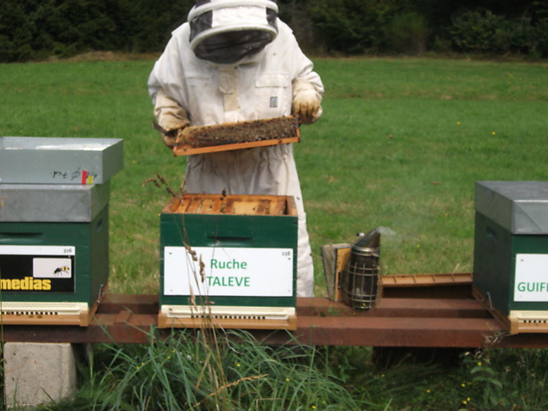 La ruche Talève