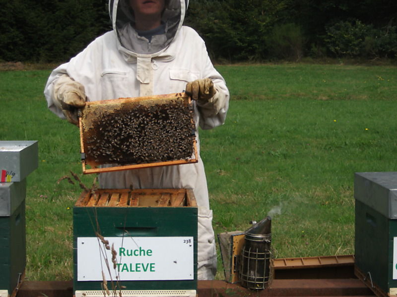 La ruche Talève