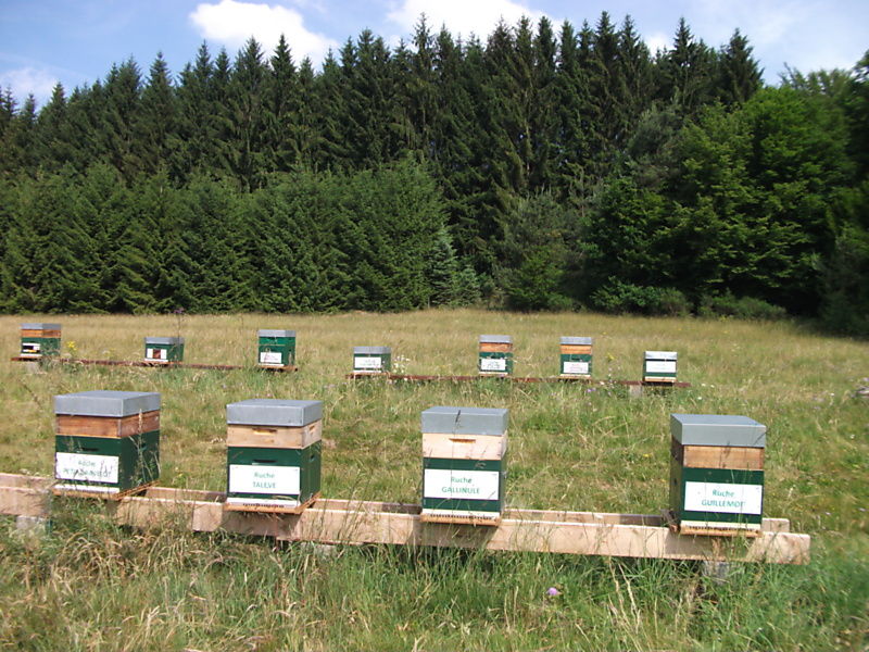 La ruche Talève
