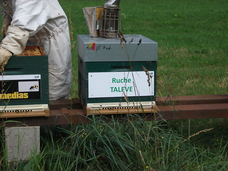 La ruche Talève