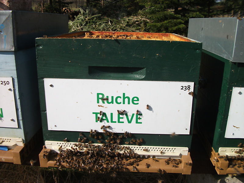 La ruche Talève