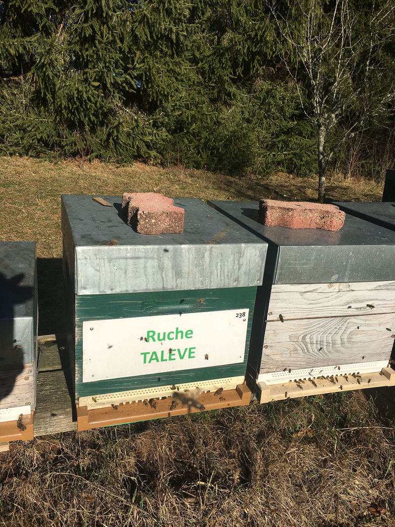 La ruche Talève