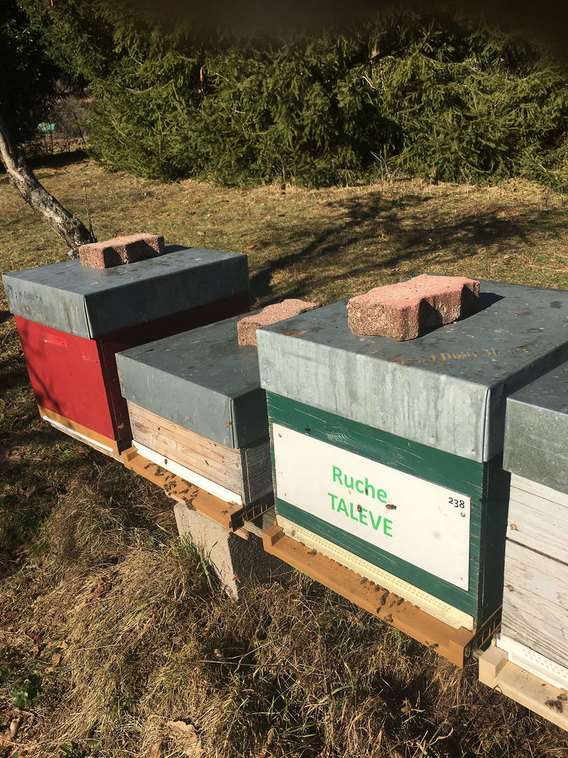 La ruche Talève