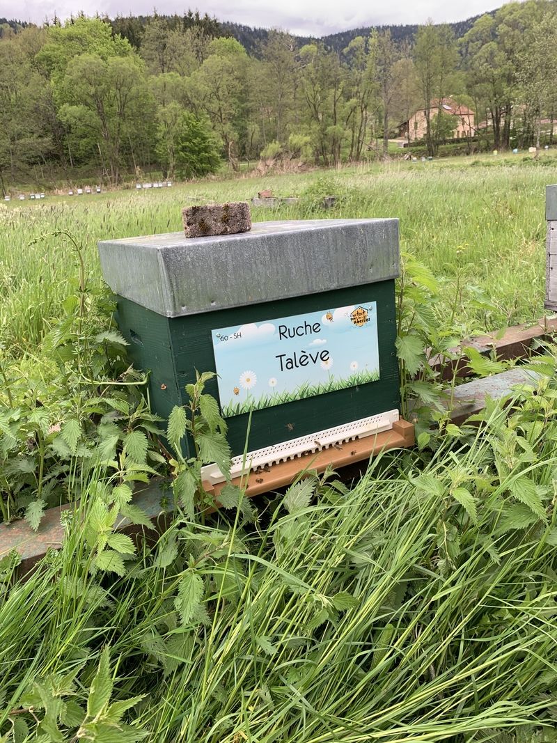 La ruche Talève