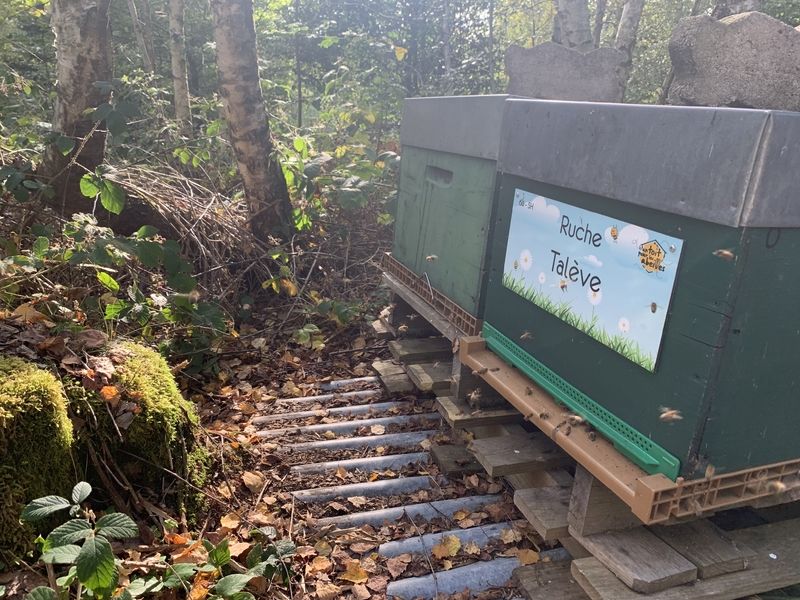 La ruche Talève