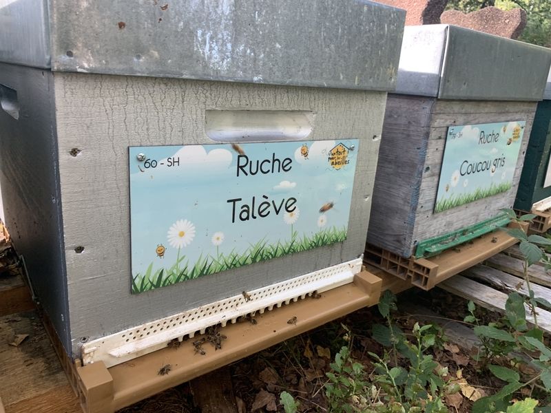 La ruche Talève