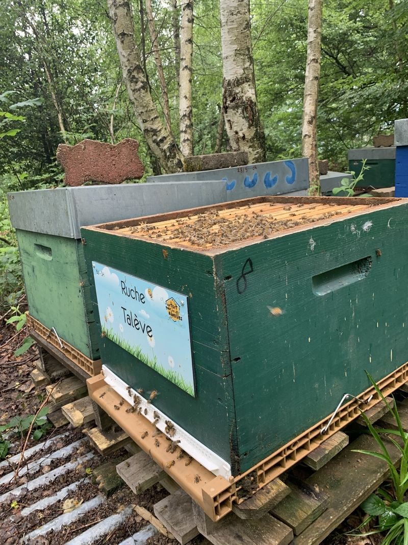 La ruche Talève