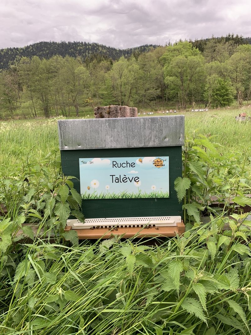 La ruche Talève