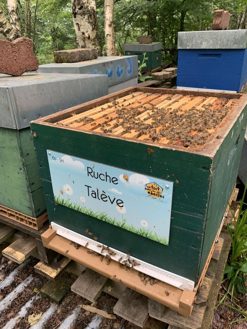 La ruche Talève