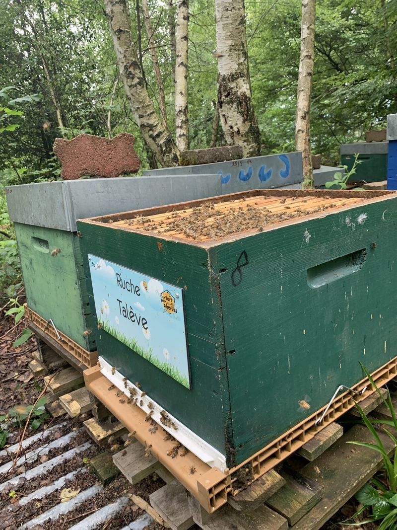La ruche Talève