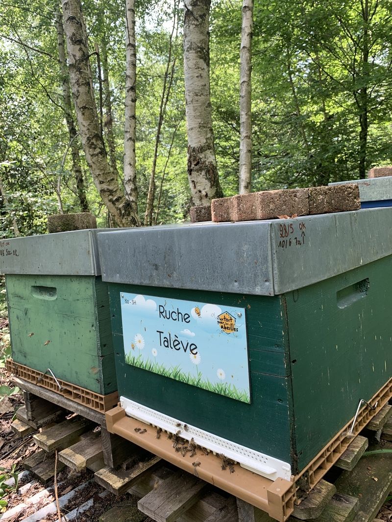 La ruche Talève