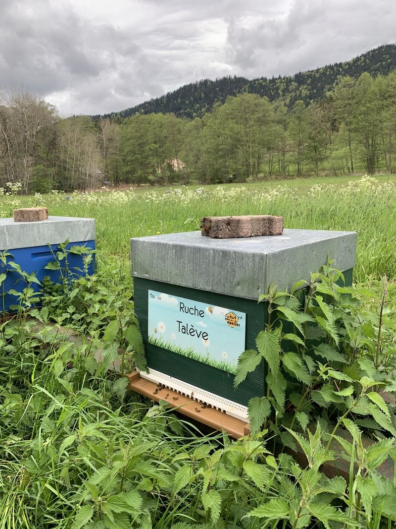 La ruche Talève