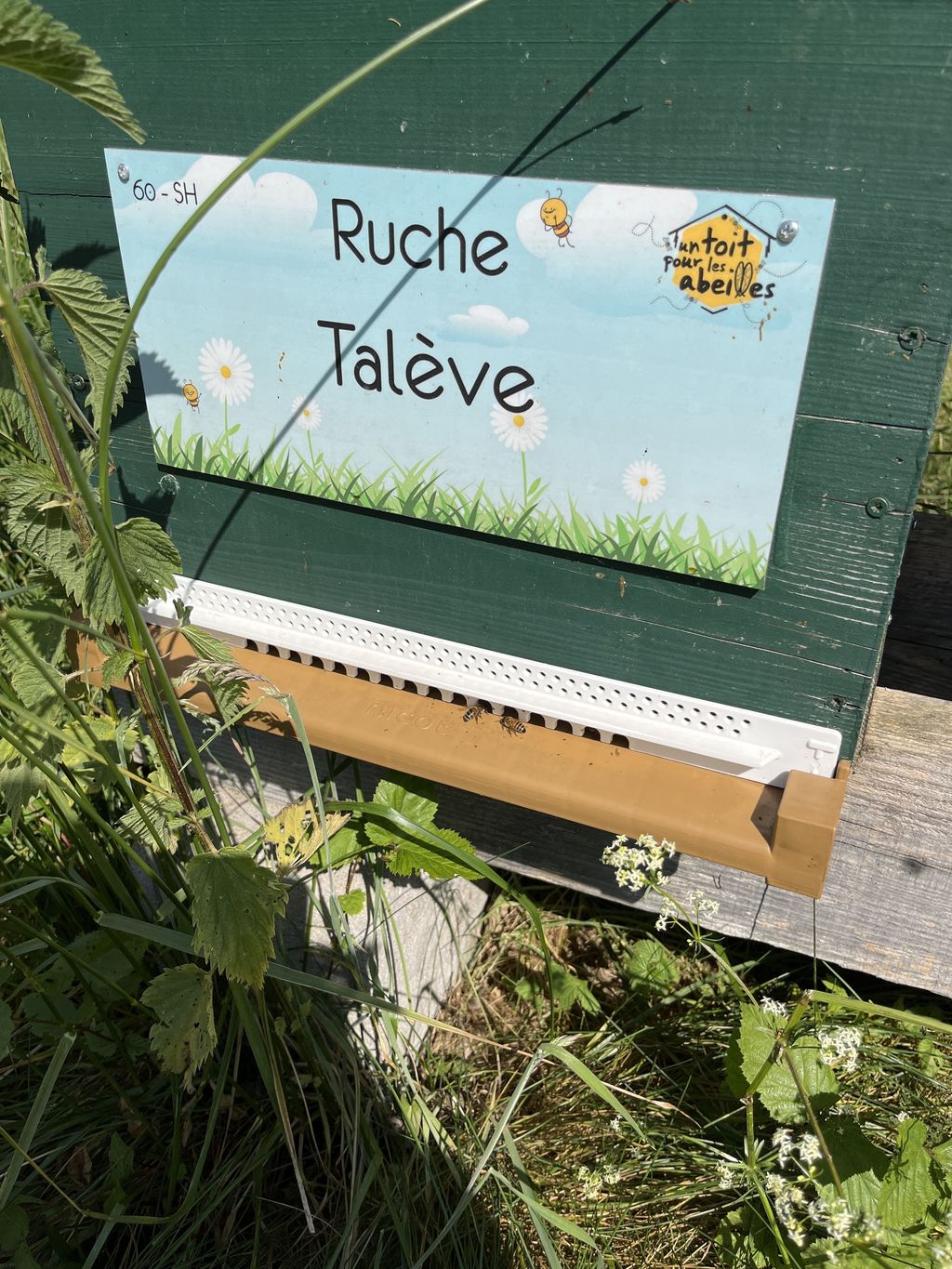 La ruche Talève