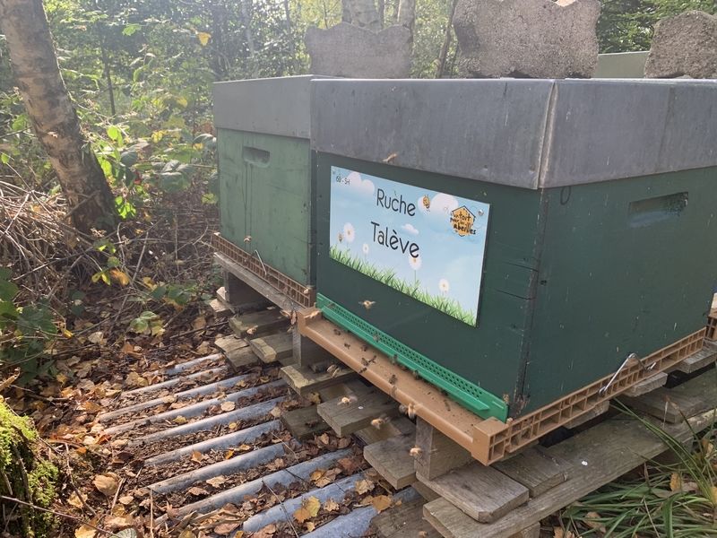 La ruche Talève