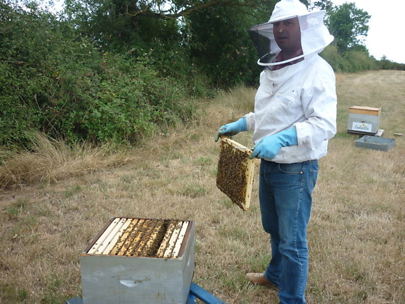 La ruche L abeille