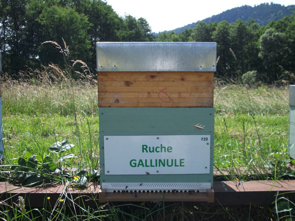 La ruche Gallinule