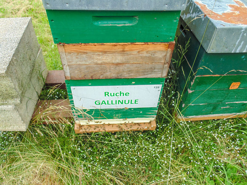 La ruche Gallinule