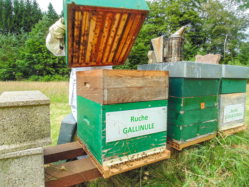 La ruche Gallinule