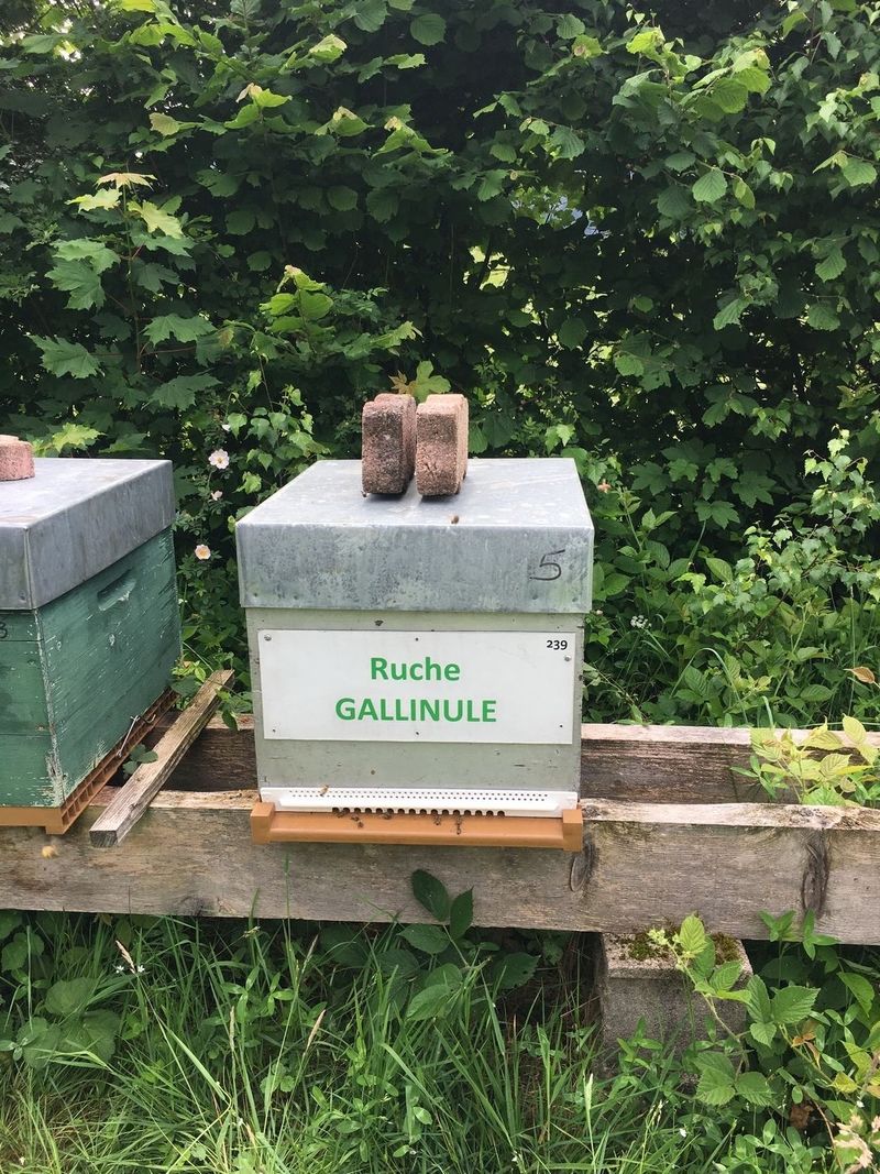 La ruche Gallinule