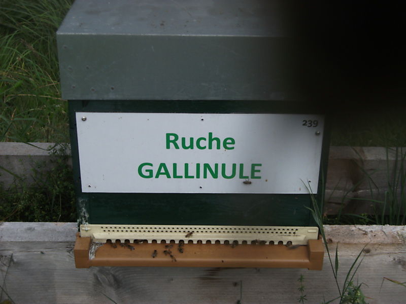 La ruche Gallinule