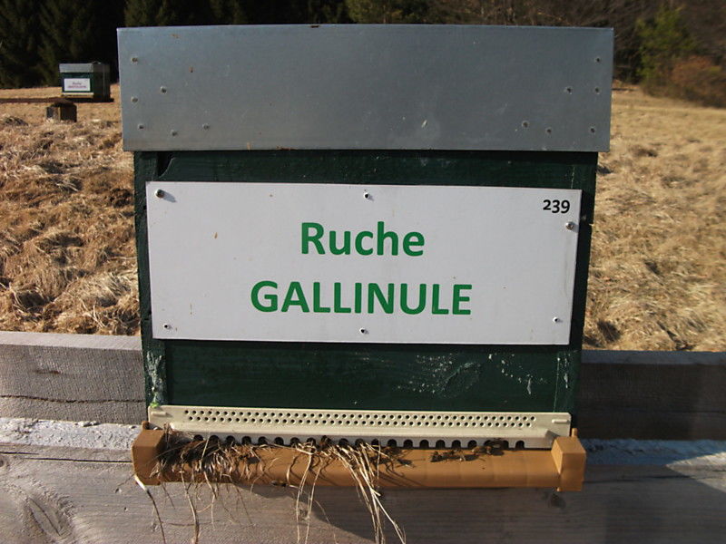 La ruche Gallinule