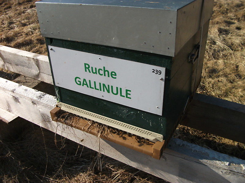 La ruche Gallinule