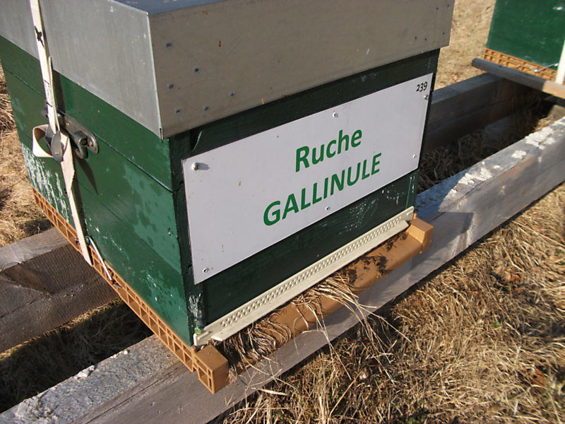 La ruche Gallinule
