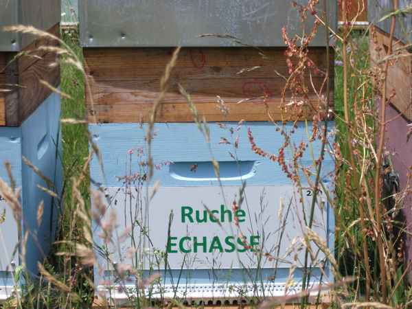 La ruche Echasse