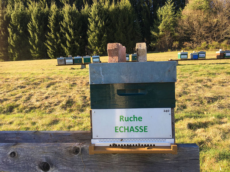 La ruche Echasse