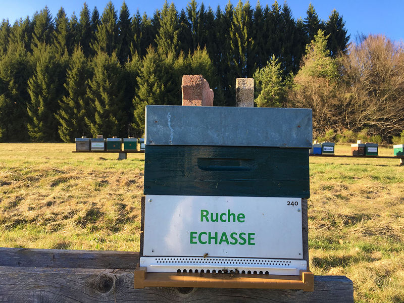 La ruche Echasse