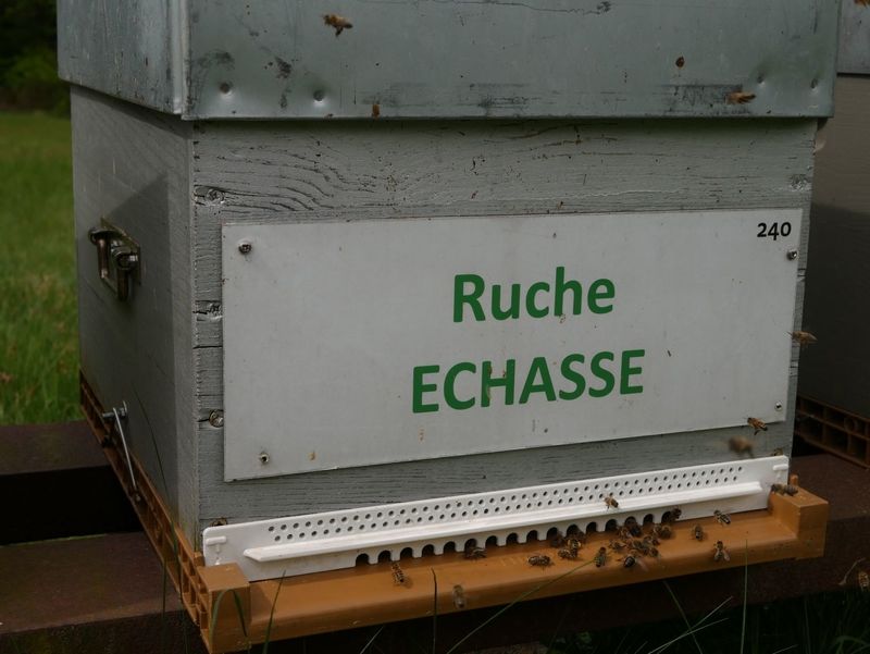 La ruche Echasse