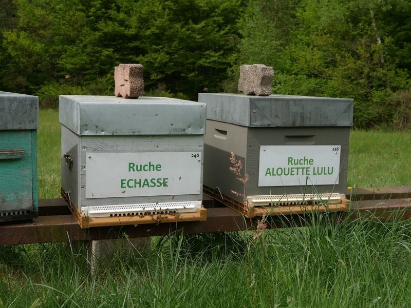 La ruche Echasse