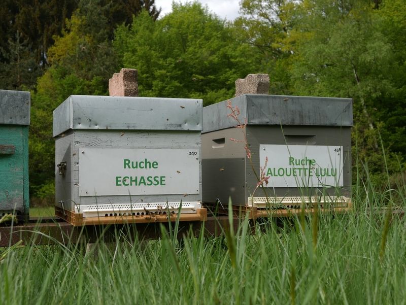 La ruche Echasse