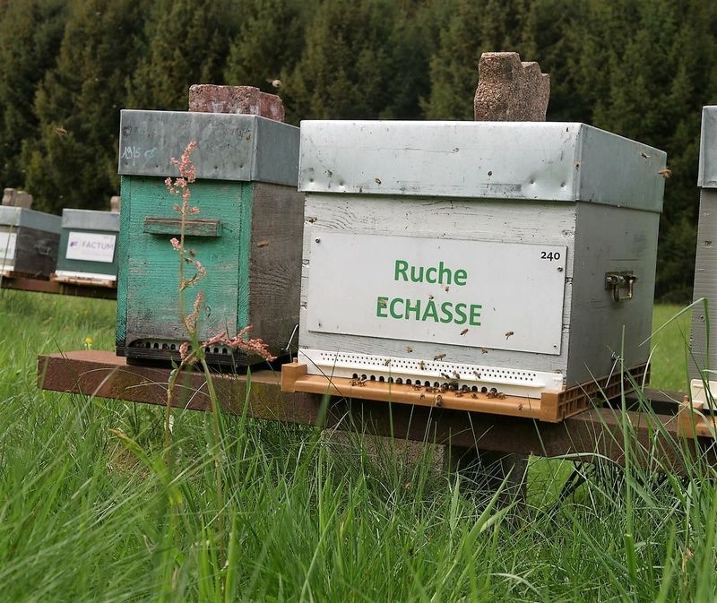 La ruche Echasse