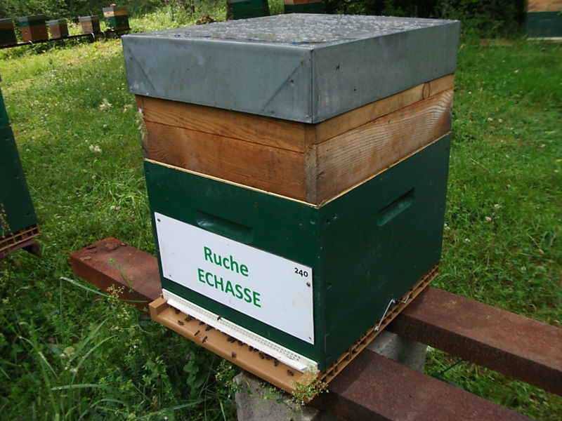 La ruche Echasse