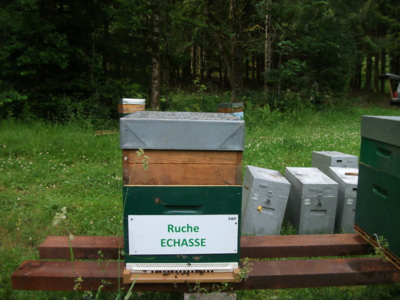La ruche Echasse