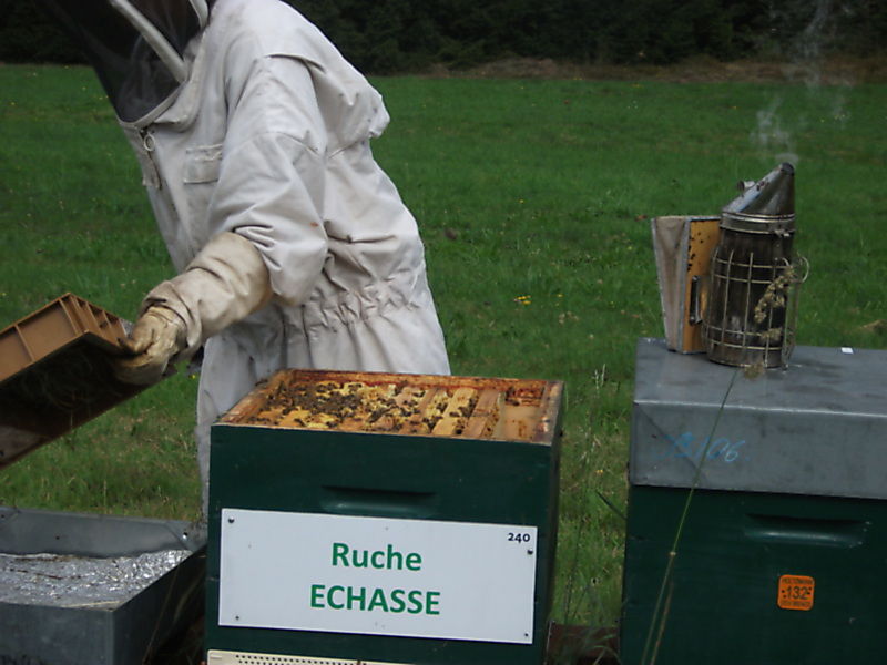 La ruche Echasse