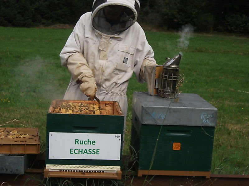La ruche Echasse