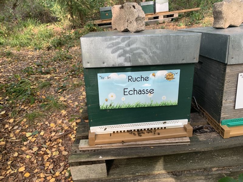 La ruche Echasse