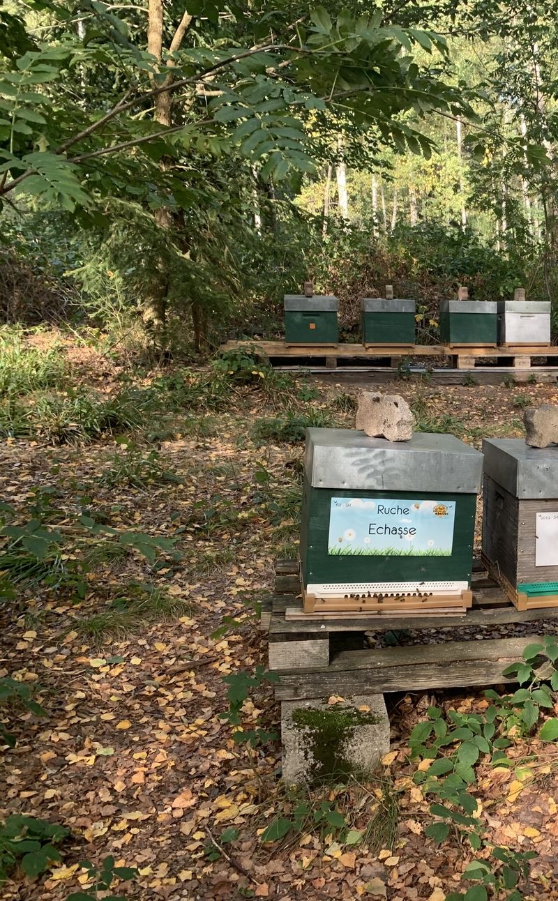 La ruche Echasse