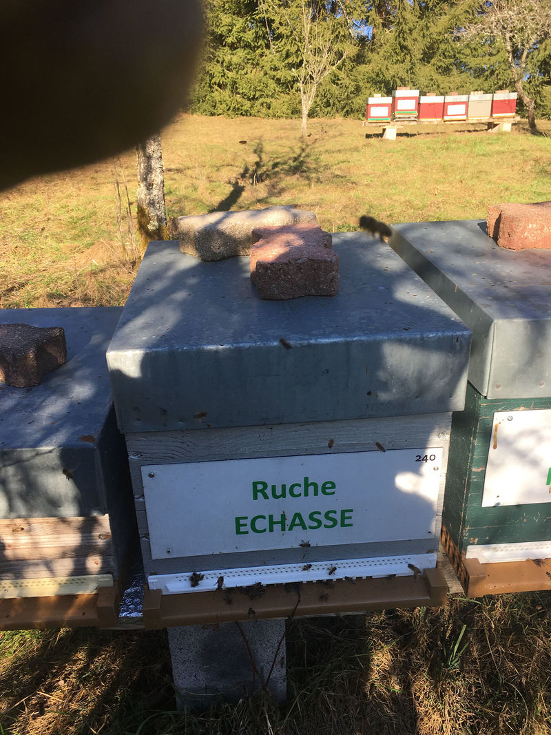 La ruche Echasse