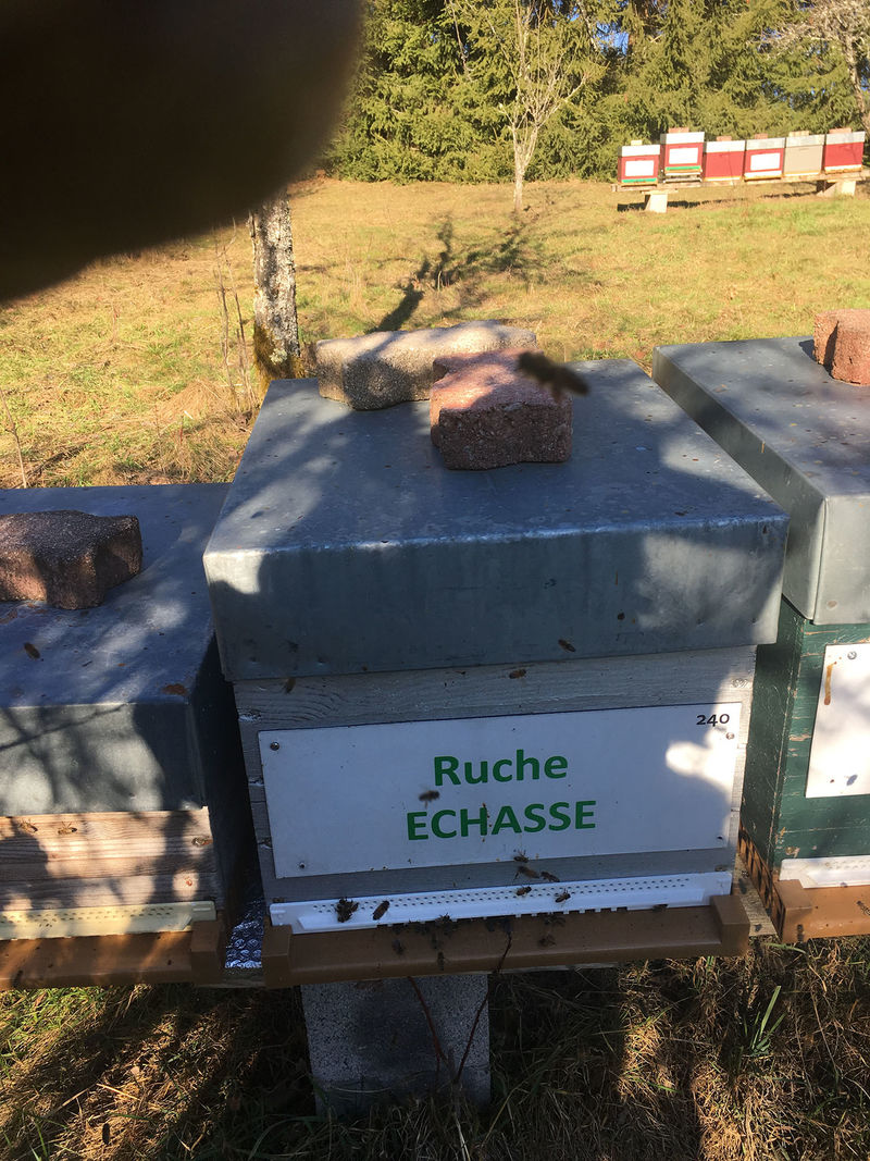 La ruche Echasse