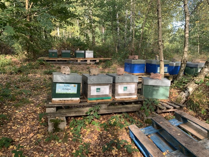 La ruche Echasse