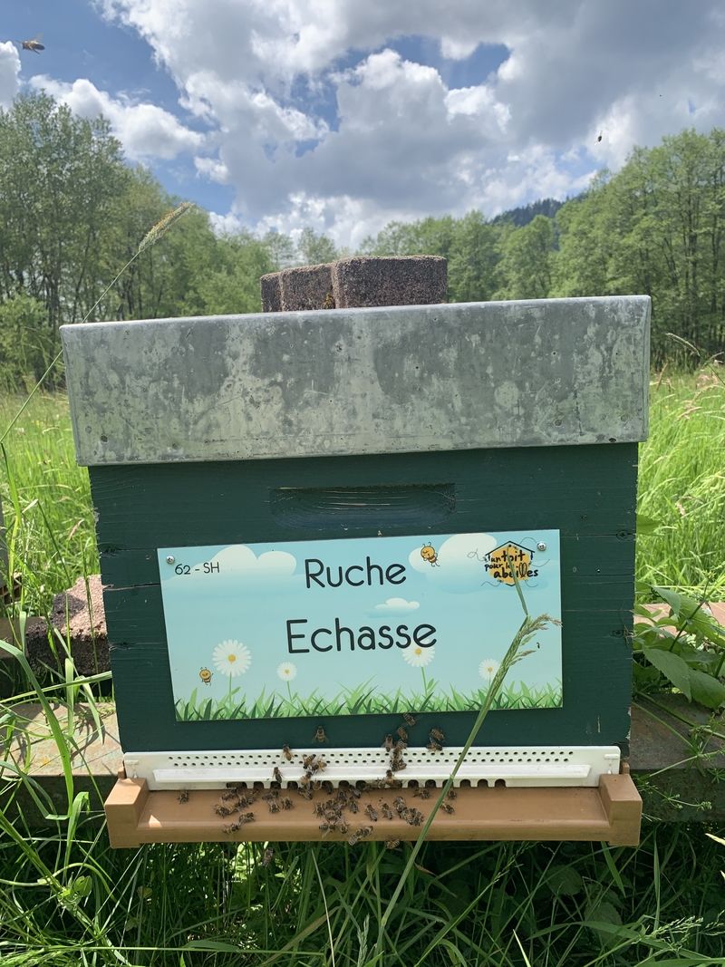 La ruche Echasse
